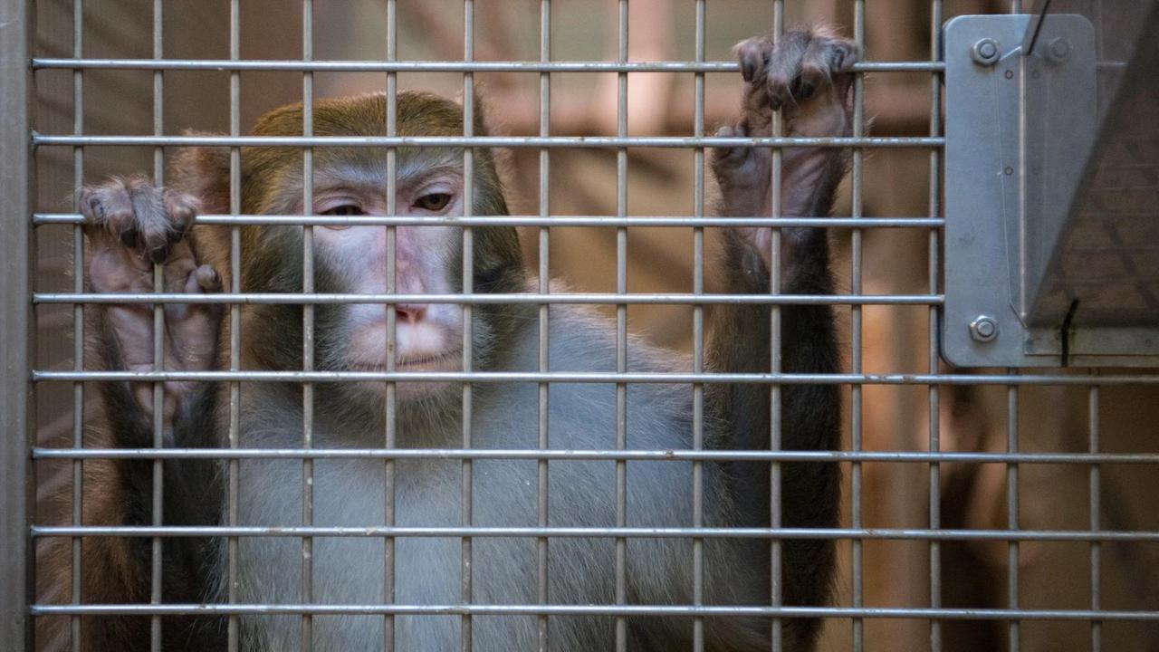 Ein Rhesusaffe hält sich am 10.03.2016 in der Tierhaltung im Max-Planck-Institut für biologische Kybernetik in Tübingen (Baden-Württemberg) an einem Gitter fest. Ein Rhesusaffe hält sich am 10.03.2016 in der Tierhaltung im Max-Planck-Institut für biologische Kybernetik in Tübingen (Baden-Württemberg) an einem Gitter fest.