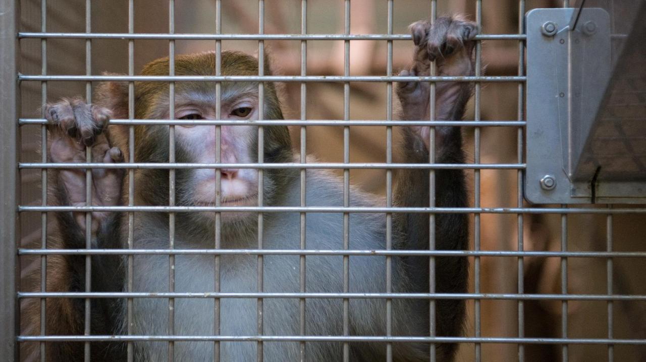Ein Rhesusaffe hält sich am 10.03.2016 in der Tierhaltung im Max-Planck-Institut für biologische Kybernetik in Tübingen (Baden-Württemberg) an einem Gitter fest. Ein Rhesusaffe hält sich am 10.03.2016 in der Tierhaltung im Max-Planck-Institut für biologische Kybernetik in Tübingen (Baden-Württemberg) an einem Gitter fest.