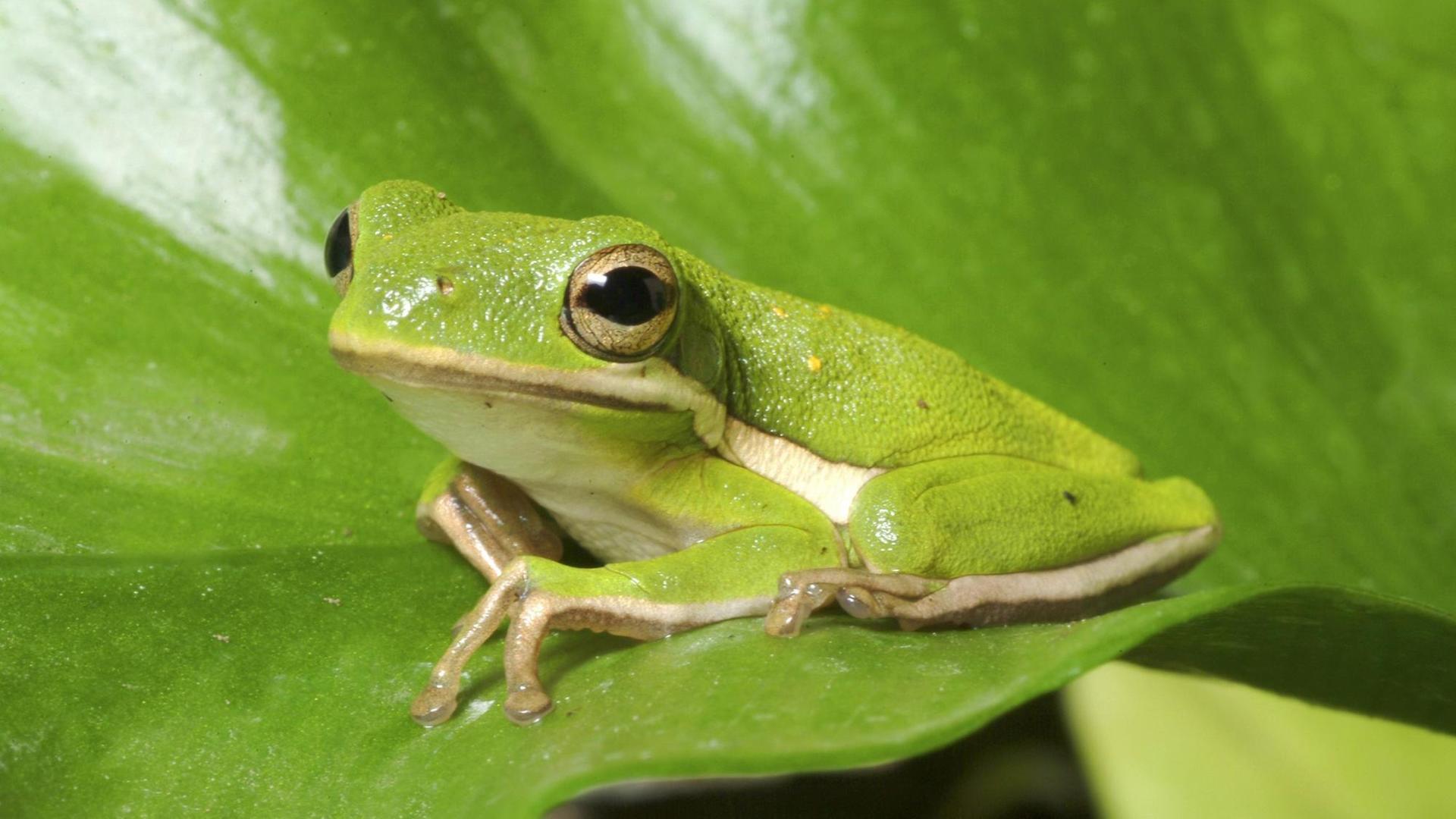 Ein grüner Frosch (amerikanischer Laubfrosch, Carolina-Laubfrosch, Hyla cinerea, sitzt auf einem grünen Blatt. Ein grüner Frosch (amerikanischer Laubfrosch, Carolina-Laubfrosch, Hyla cinerea, sitzt auf einem grünen Blatt.