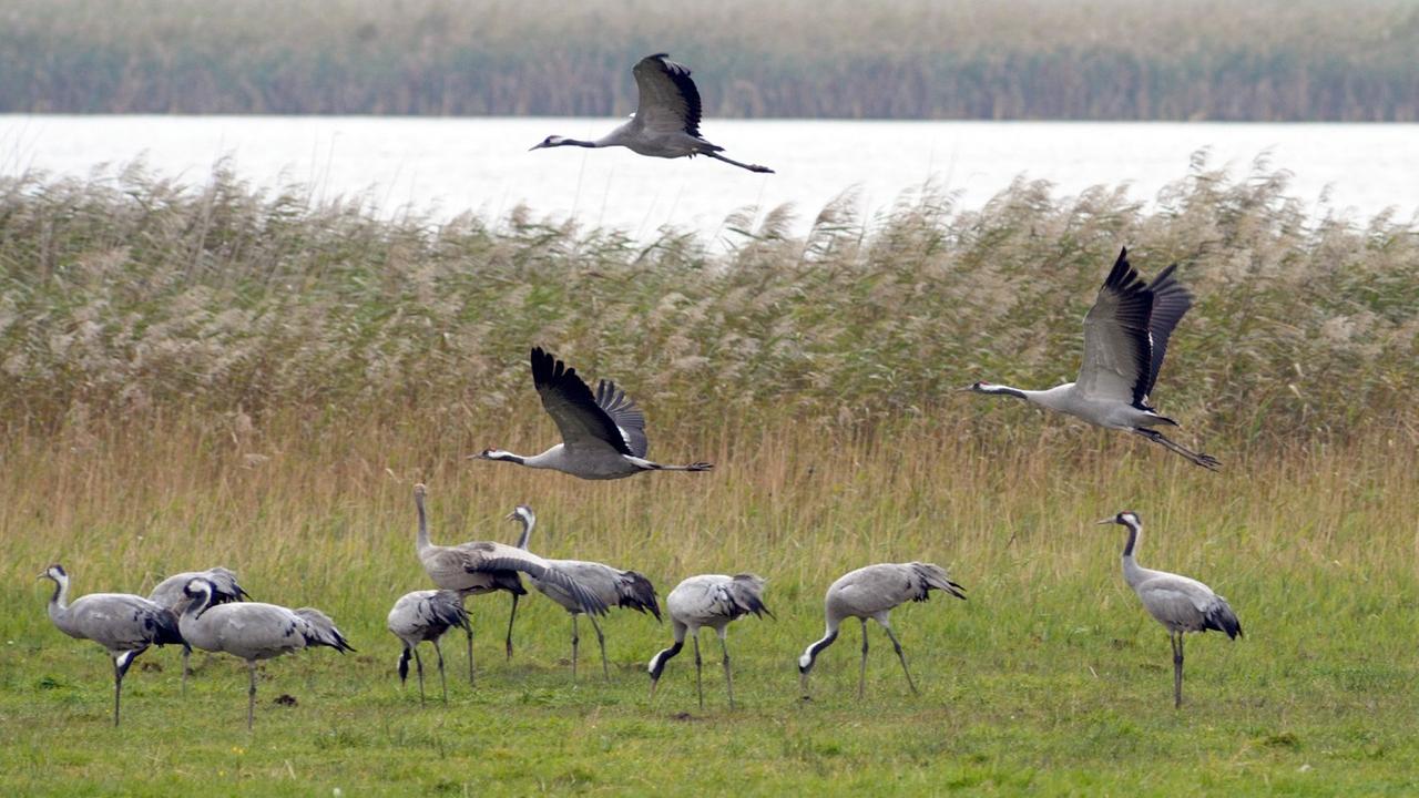 Kraniche suchen während ihrer Rast an der vorpommerschen Boddenküste nach Futter. Kraniche suchen während ihrer Rast an der vorpommerschen Boddenküste nach Futter.