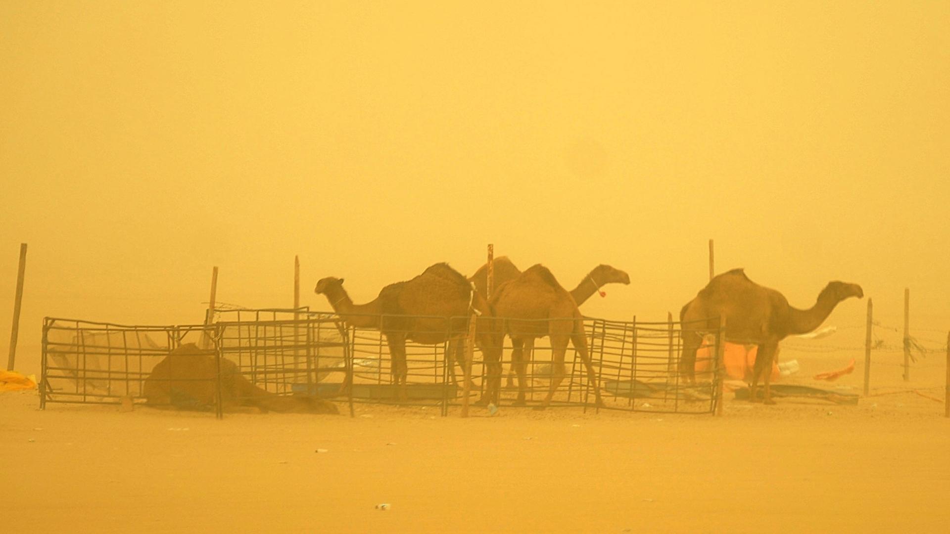 A photo made available on 18 March 2012, shows camels barely visible during a sand storm in Kuwait City, Kuwait, 17 March 2012. According to the Kuwaiti Directorate General for Civil Aviation (DGCA), Kuwait's airports operated normally on 17 March despite the low visibility caused by the sandstorm. A photo made available on 18 March 2012, shows camels barely visible during a sand storm in Kuwait City, Kuwait, 17 March 2012. According to the Kuwaiti Directorate General for Civil Aviation (DGCA), Kuwait's airports operated normally on 17 March despite the low visibility caused by the sandstorm.