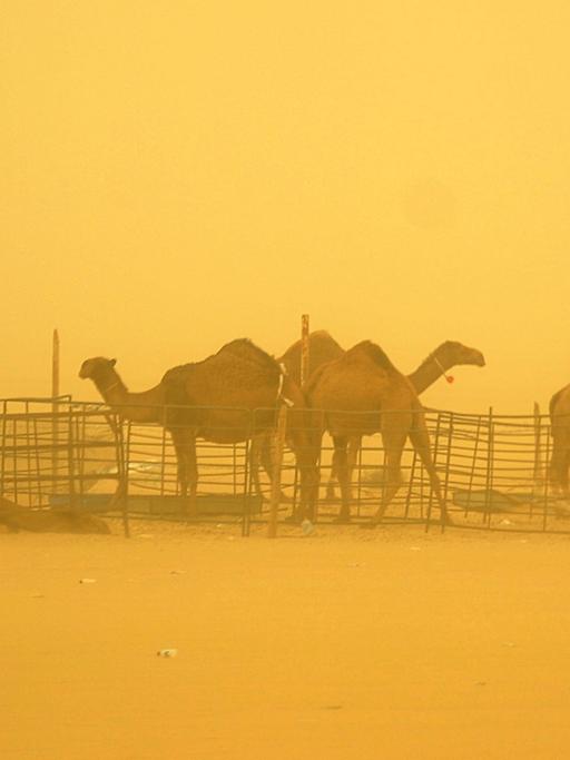 A photo made available on 18 March 2012, shows camels barely visible during a sand storm in Kuwait City, Kuwait, 17 March 2012. According to the Kuwaiti Directorate General for Civil Aviation (DGCA), Kuwait's airports operated normally on 17 March despite the low visibility caused by the sandstorm.