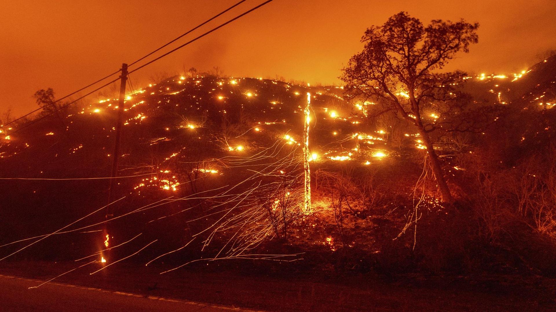 USA, Vacaville: Bäume brennen an einem Hang bei einem Waldbrand. USA, Vacaville: Bäume brennen an einem Hang bei einem Waldbrand.