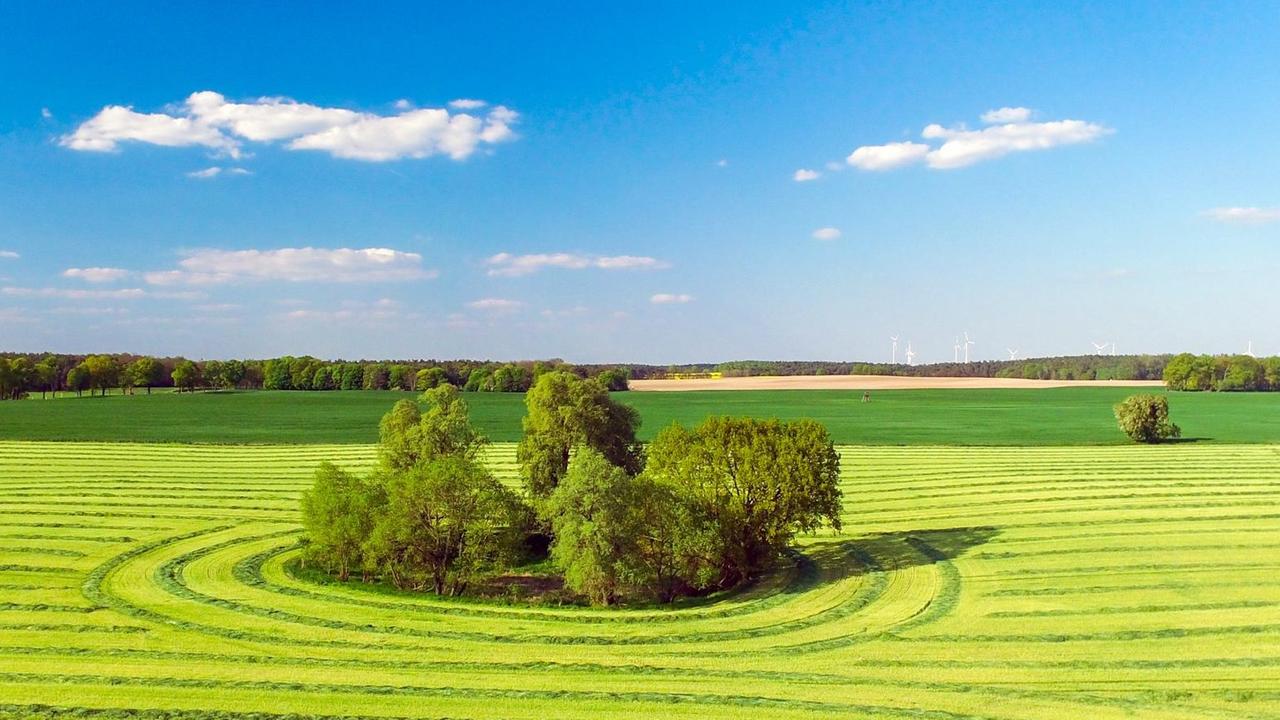 Noch grüne Getreidefelder prägen die Landschaft nahe Sieversdorf im Landkreis Oder-Spree (Brandenburg). 