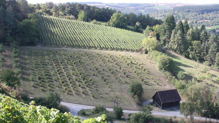 Blick ins Tal auf Weinberge und mittendrin eine Trüffelbaumplantage. Blick ins Tal auf Weinberge und mittendrin eine Trüffelbaumplantage.