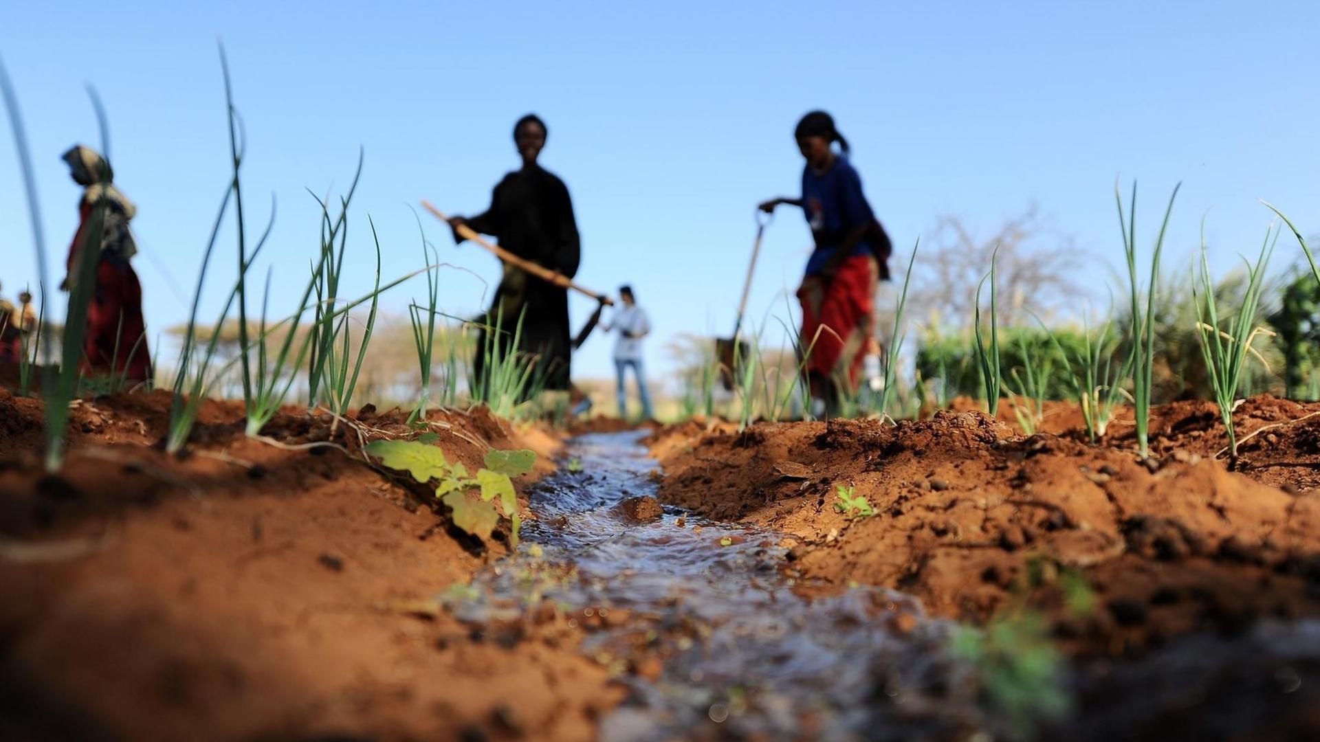 Die Region am Horn von Afrika war einst grün, jetzt ist sie nach der schlimmsten Dürre in 60 Jahren vertrocknet und staubig