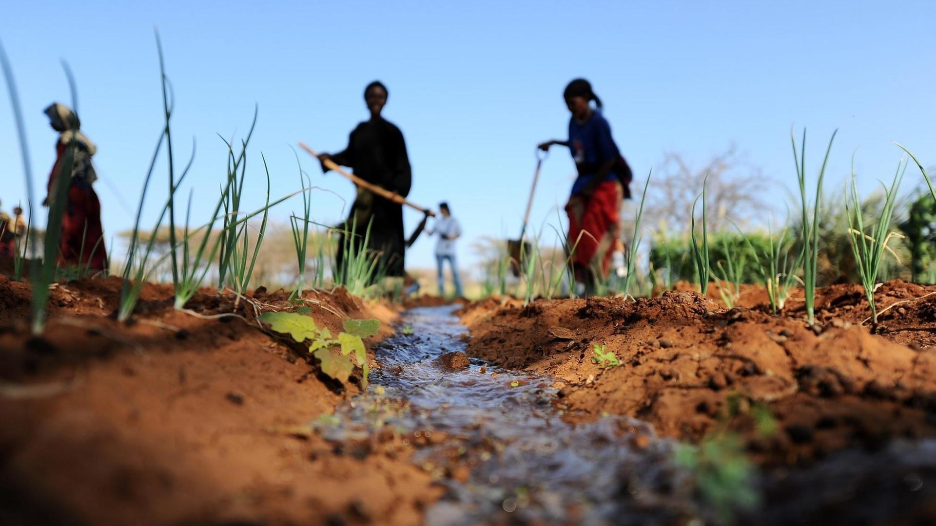 Die Region am Horn von Afrika war einst grün, jetzt ist sie nach der schlimmsten Dürre in 60 Jahren vertrocknet und staubig Die Region am Horn von Afrika war einst grün, jetzt ist sie nach der schlimmsten Dürre in 60 Jahren vertrocknet und staubig