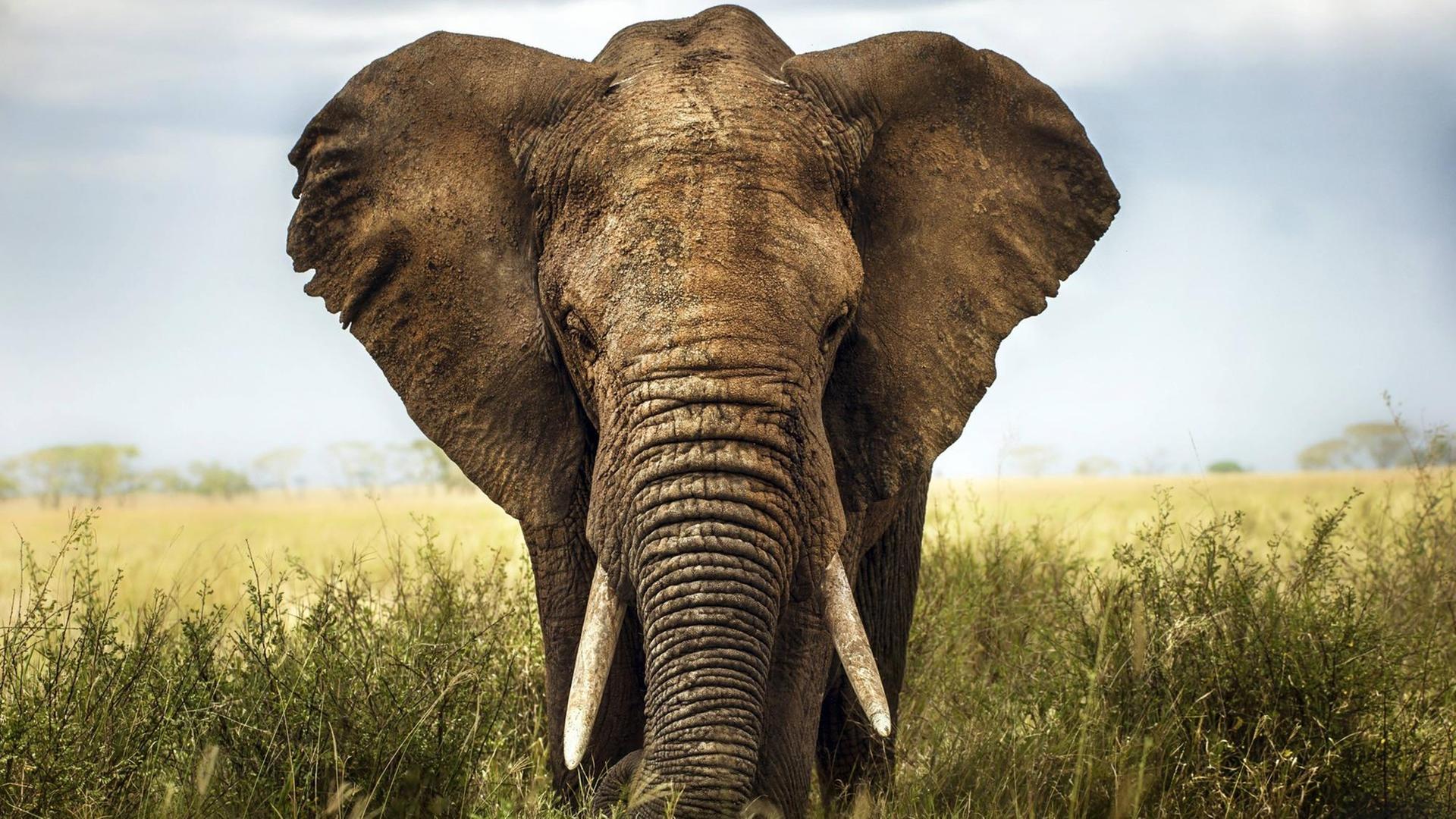Ein Afrikanischer Elefant in der Savanne, mit abgestellten Ohren und in Lauerposition. Ein Afrikanischer Elefant in der Savanne, mit abgestellten Ohren und in Lauerposition.