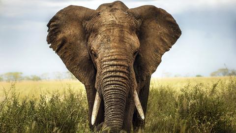 Ein Afrikanischer Elefant in der Savanne, mit abgestellten Ohren und in Lauerposition.