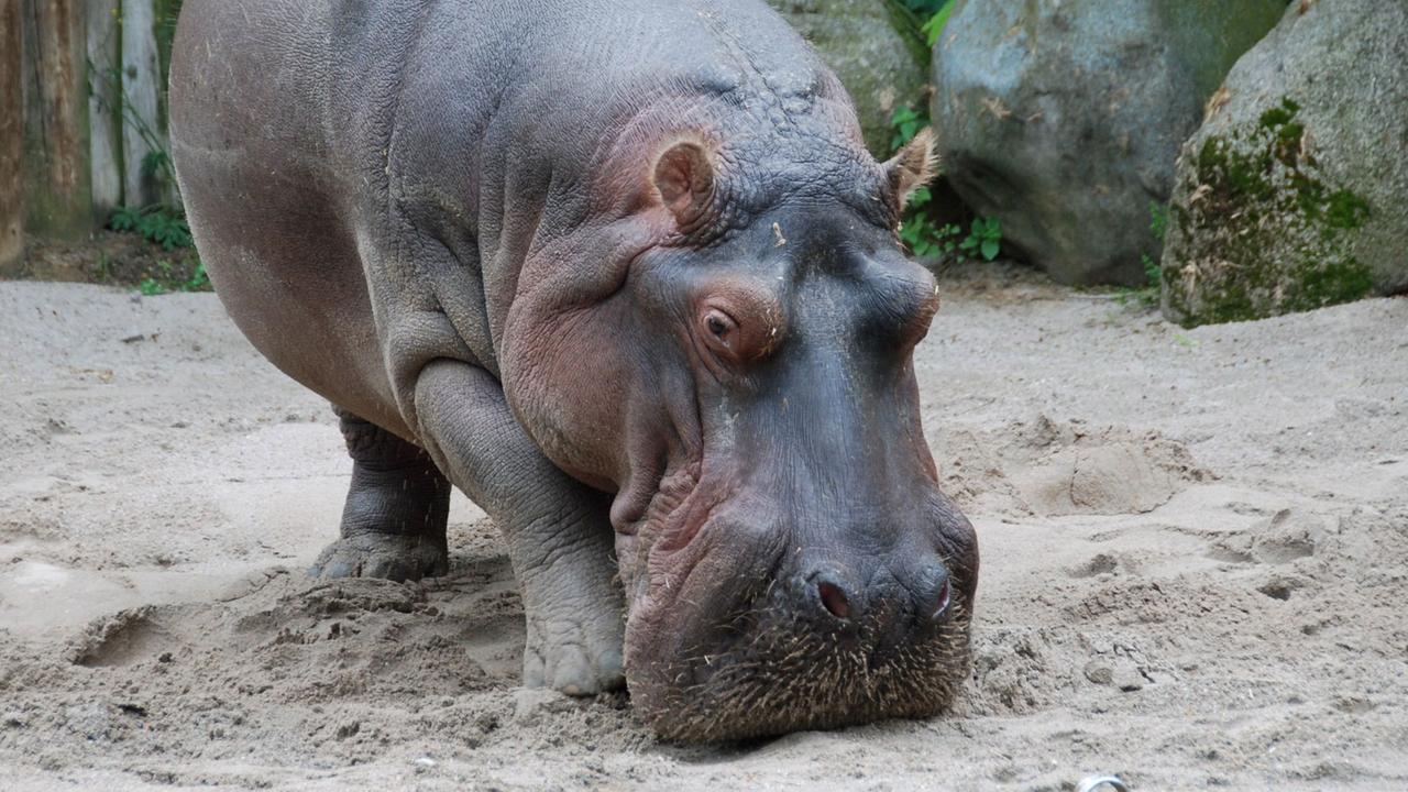 Flusspferd Maikel in seinem Gehege im Zoo von Frankfurt Flusspferd Maikel in seinem Gehege im Zoo von Frankfurt