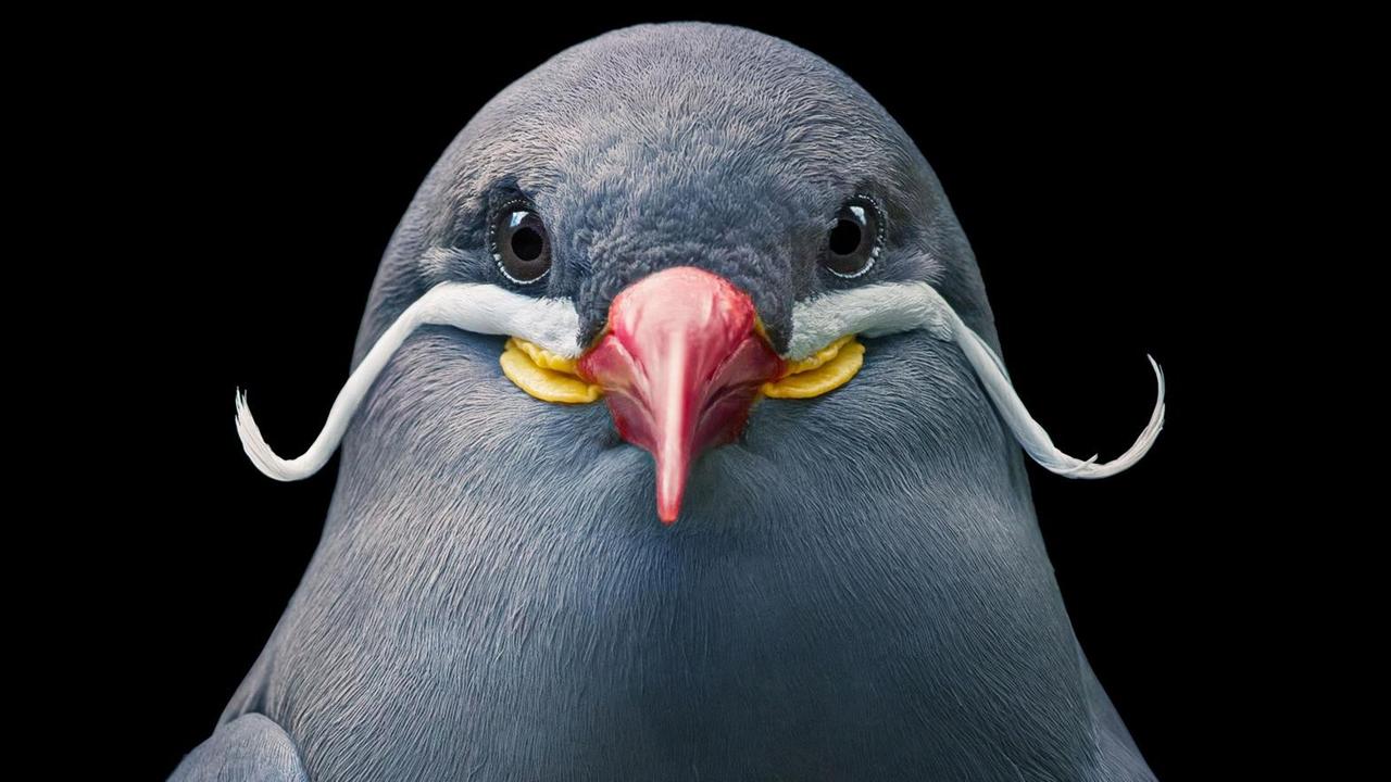 Inkaseeschwalbe aus dem Bildband: Tim Flach: "Vögel", Knesebeck Verlag, 2021. Inkaseeschwalbe aus dem Bildband: Tim Flach: "Vögel", Knesebeck Verlag, 2021.
