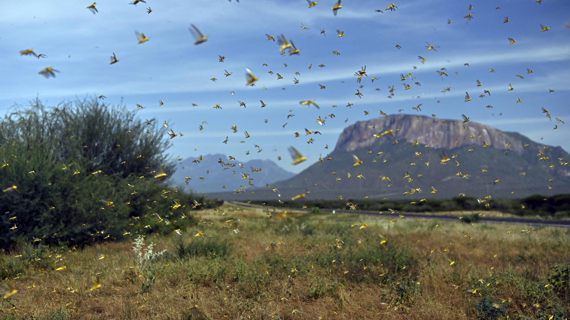 Ein Heuschreckenschwarm im Dorf Lerata in der Region Samburu, rund 300 Kilometer nördlich der kenianischen Hauptstadt Nairobi Ein Heuschreckenschwarm im Dorf Lerata in der Region Samburu, rund 300 Kilometer nördlich der kenianischen Hauptstadt Nairobi