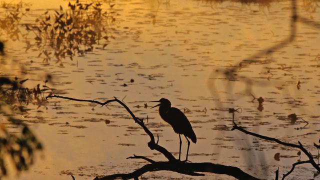 Ein Vogel sitzt auf einem Ast, der über einem See hängt, in der Dämmerung, nur Silhouette ist zu erkennen.