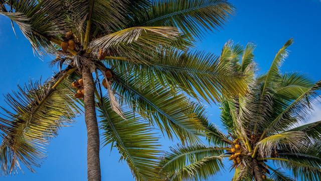 Zwei Kokospalmen, an denen Früchte hängen.