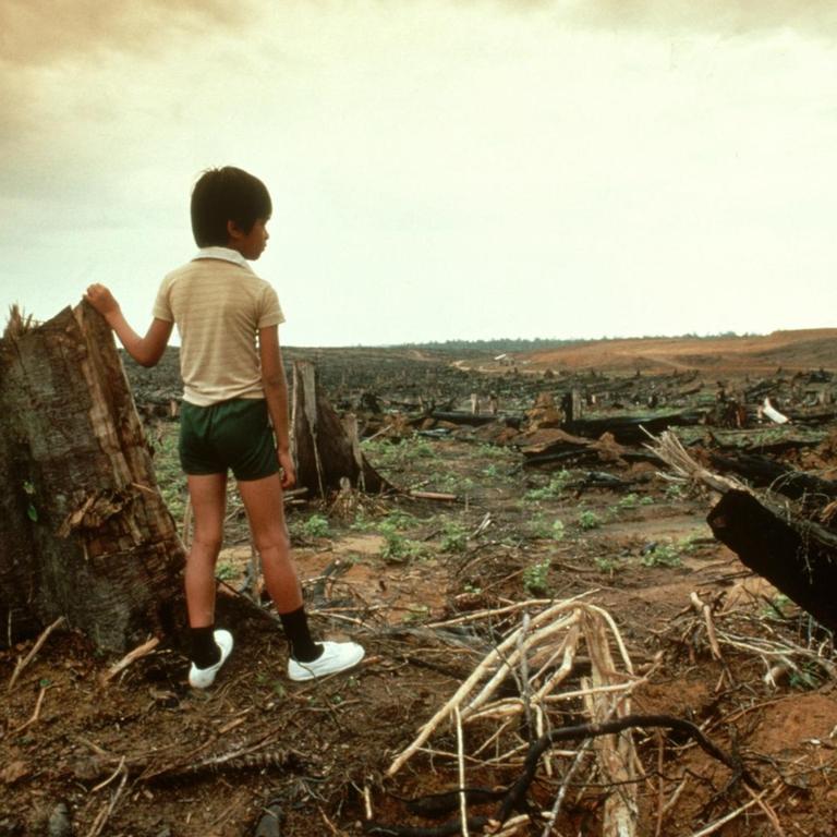 Ein Junge steht vor einer zerstörter Regenwaldfläche. 
Laut dem Artenschutz-Bericht der UN wurden zwischen 1980 und 2000 in den Tropen 100 Millionen Hektar Regenwald zerstört. Dieser wird eigentlich als Kohlenstoffspeicher der Erde gebraucht.