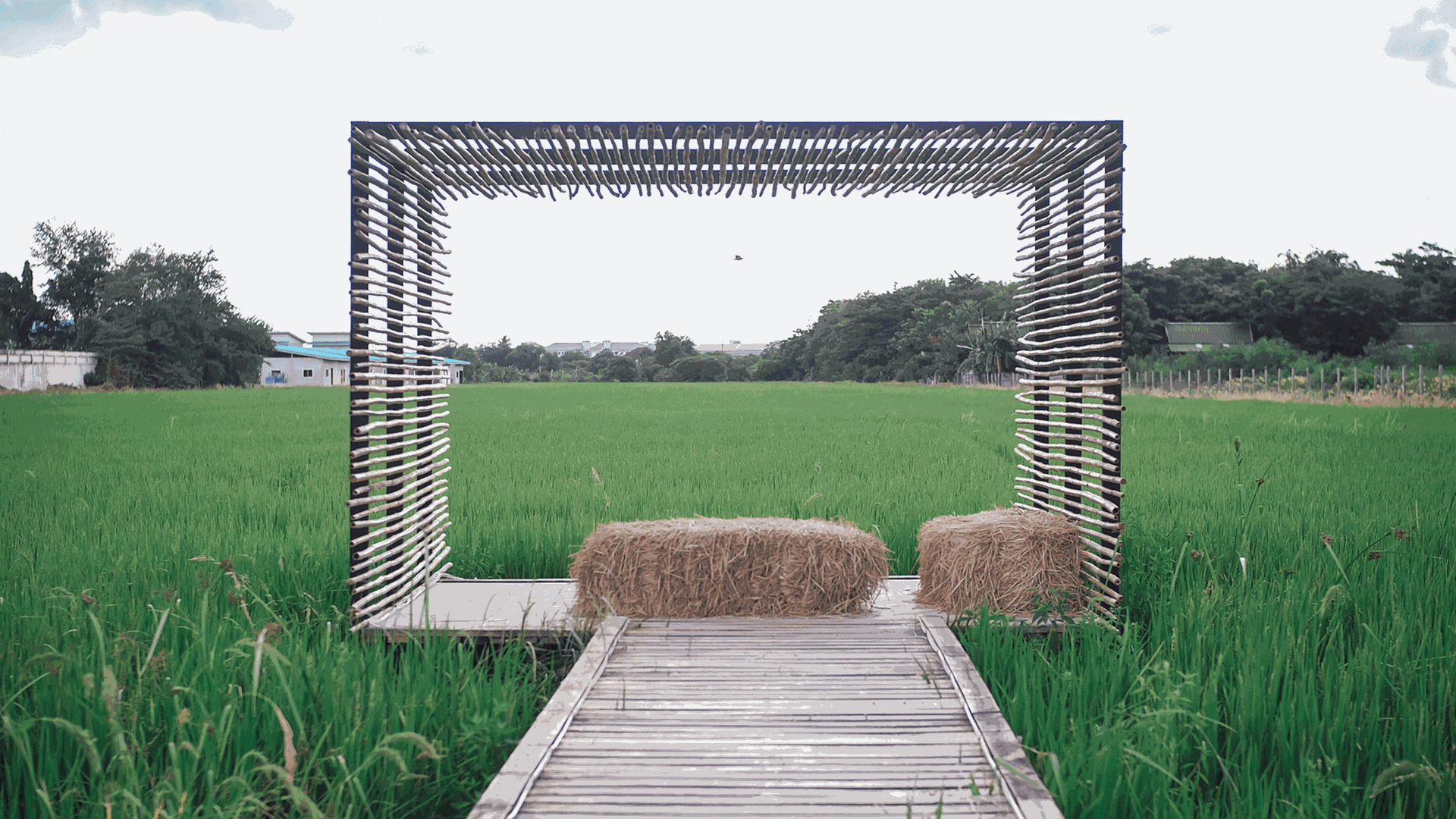 Ein Holzsteg mit Gras, Reis und Wasser Ein Holzsteg mit Gras, Reis und Wasser