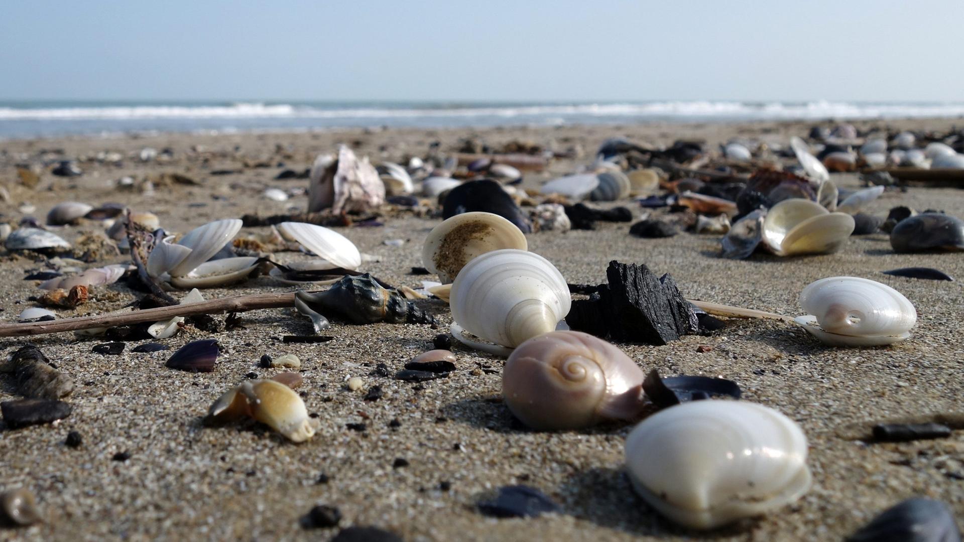 Muscheln und Schnecken liegen auf dem Sand, im Hintergrund das Meer Muscheln und Schnecken liegen auf dem Sand, im Hintergrund das Meer
