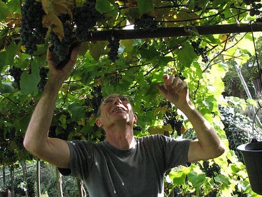 Ein Mann erntet Weintrauben