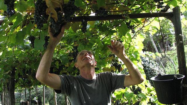 Ein Mann erntet Weintrauben