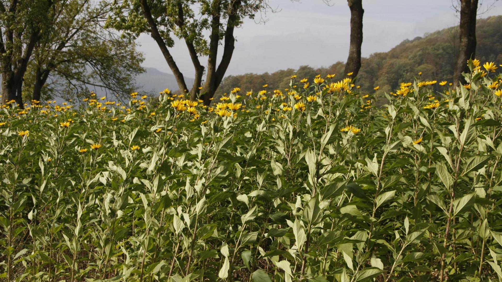 Die Durchwachsene Silphie (Silphium perfoliatum) ist eine Pflanzenart die zur Familie der Korbblütler (Asteraceae) gehört. Sie wird als Energiepflanze angebaut. Die Durchwachsene Silphie (Silphium perfoliatum) ist eine Pflanzenart die zur Familie der Korbblütler (Asteraceae) gehört. Sie wird als Energiepflanze angebaut.
