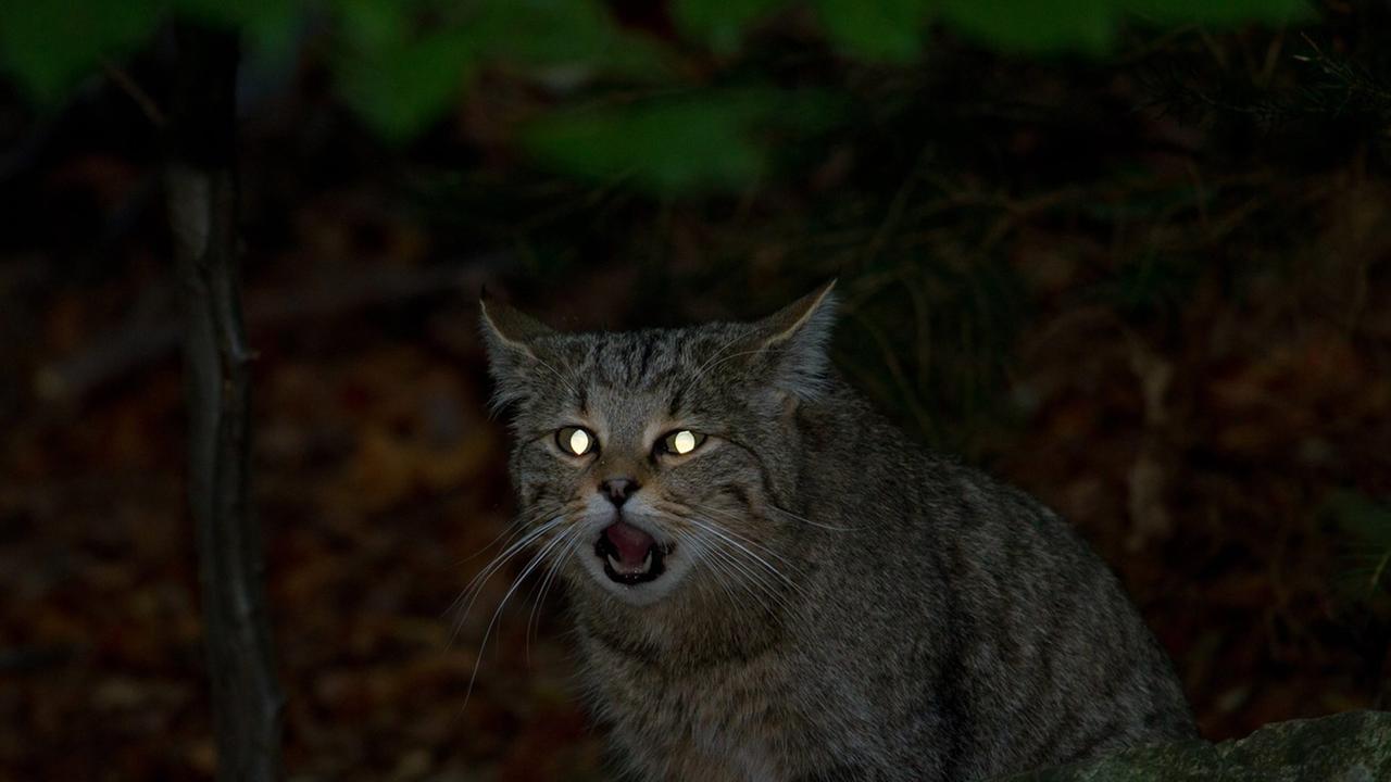 Eine Wildkatze im Wald. Eine Wildkatze im Wald.