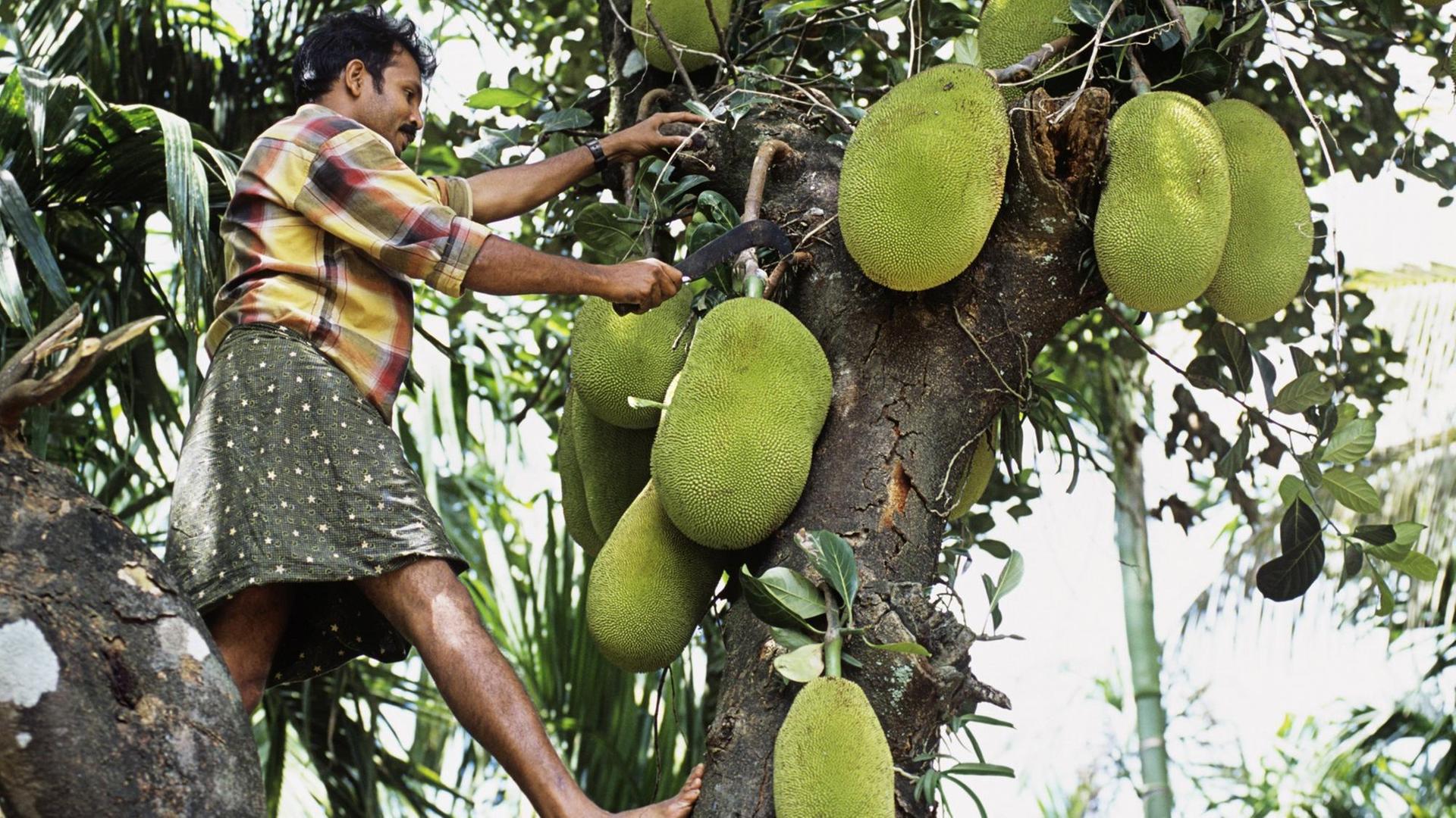 Jackfruit-Ernte in Kerala in Indien.