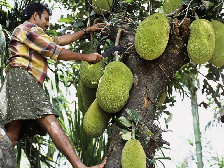 Jackfruit-Ernte in Kerala in Indien.
