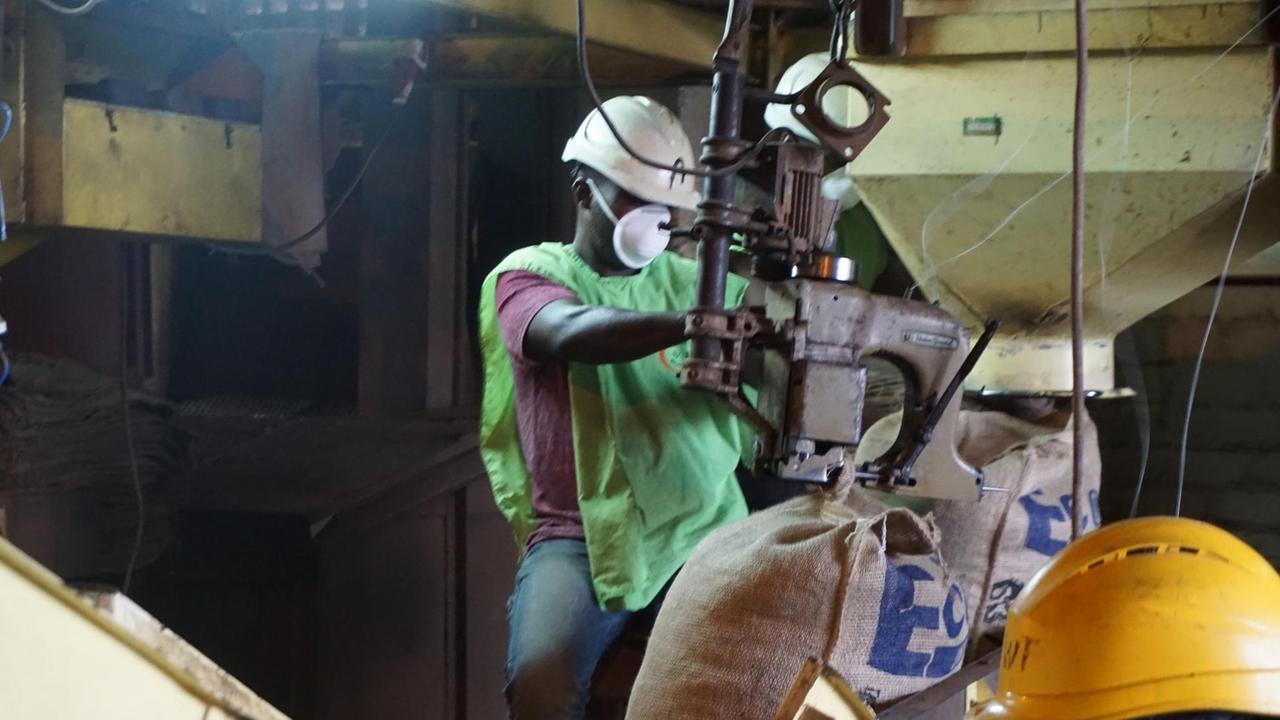 Ein Mann mit Mundschutz und weißem Helm bedient mit beiden Händen eine große Maschine über zwei Kakaosäcken. Ein Mann mit Mundschutz und weißem Helm bedient mit beiden Händen eine große Maschine über zwei Kakaosäcken.