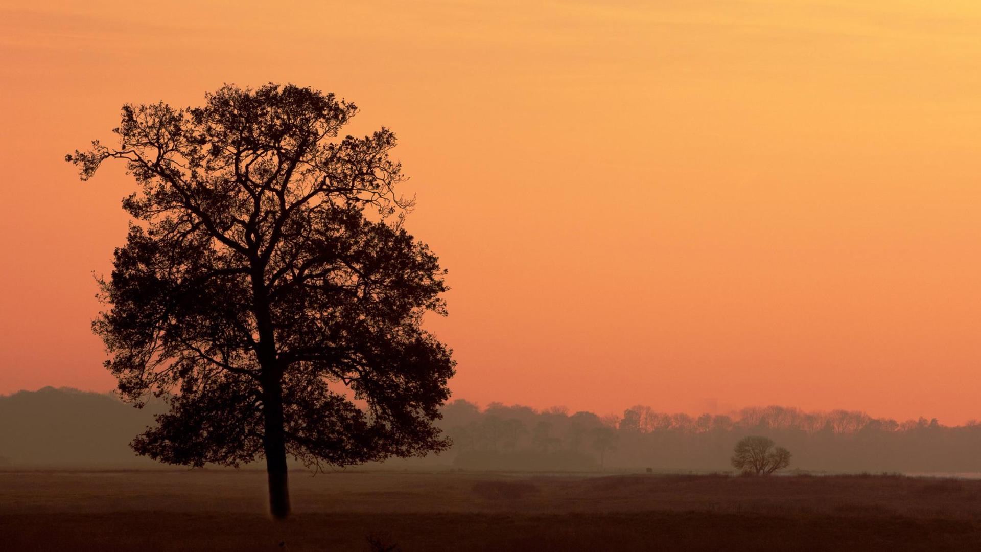 Eine Eiche im Sonnenuntergang Eine Eiche im Sonnenuntergang