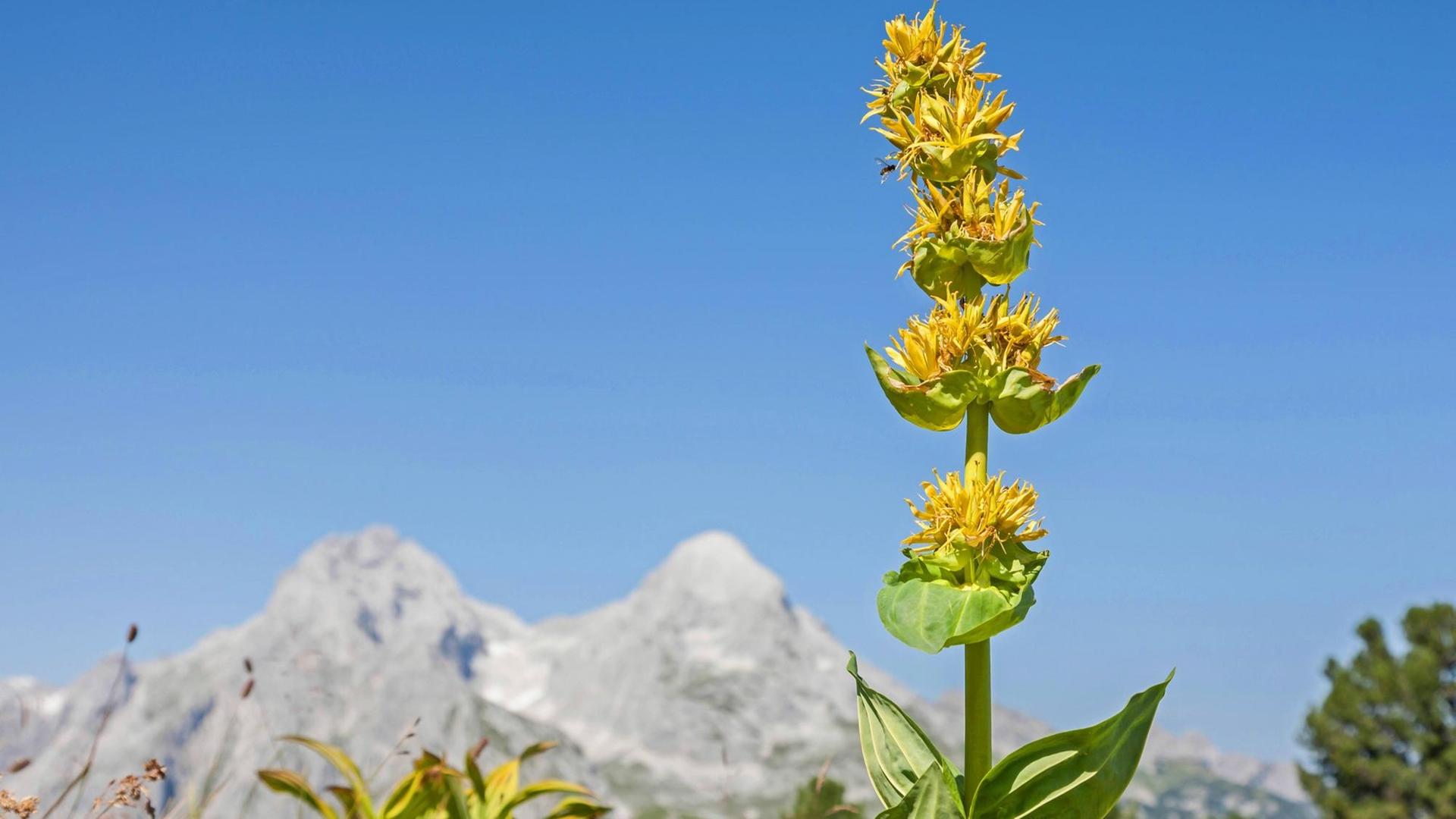 Gelber Enzian mit Gipfeln der Alpspitze und des Hochblassen. Gelber Enzian mit Gipfeln der Alpspitze und des Hochblassen.
