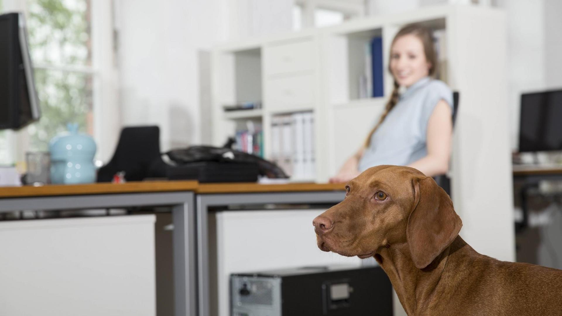 Ein Hund steht an einem Arbeitsplatz im Büro. Ein Hund steht an einem Arbeitsplatz im Büro.