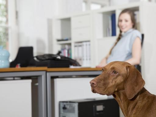 Ein Hund steht an einem Arbeitsplatz im Büro.