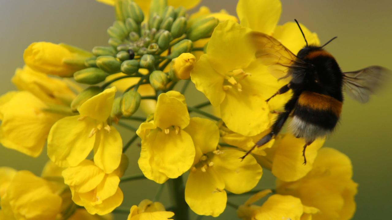 Auf einem Feld bei Rerik (Mecklenburg-Vorpommern) beginnt der Raps am 10.04.2014 zu blühen. Nach einem milden Winter und einem relativ warmen Frühlingsanfang beginnt die Rapsblüte in diesem Jahr einige Zeit früher. Foto: Bernd Wüstneck/dpa Auf einem Feld bei Rerik (Mecklenburg-Vorpommern) beginnt der Raps am 10.04.2014 zu blühen. Nach einem milden Winter und einem relativ warmen Frühlingsanfang beginnt die Rapsblüte in diesem Jahr einige Zeit früher. Foto: Bernd Wüstneck/dpa