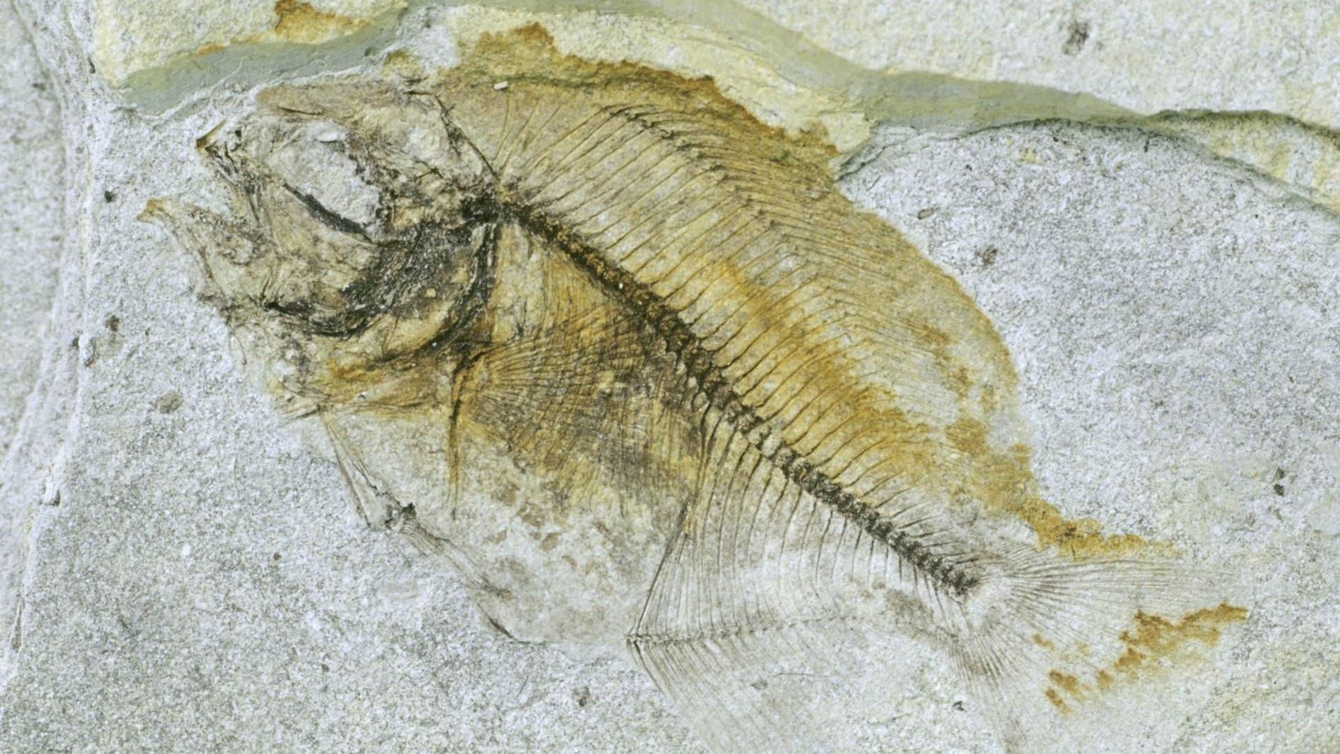 Fische hatten über Jahrmillionen Zeit, sich zu entwickeln - deutlich länger als wir Säugetiere. Hier sehen wir das Fossil eines Butter- beziehungsweise Messerfischs aus dem Palaeozän / Eozän