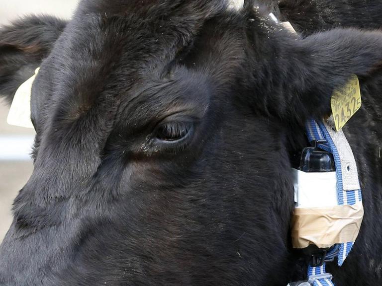 Eine Kuh ist mit einem Dosimeter und GPS-System zu Forschungszwecken versehen. Die Forscher studieren den Einfluss Von Strahlungen aus dem Atomunfall auf die Rinder.