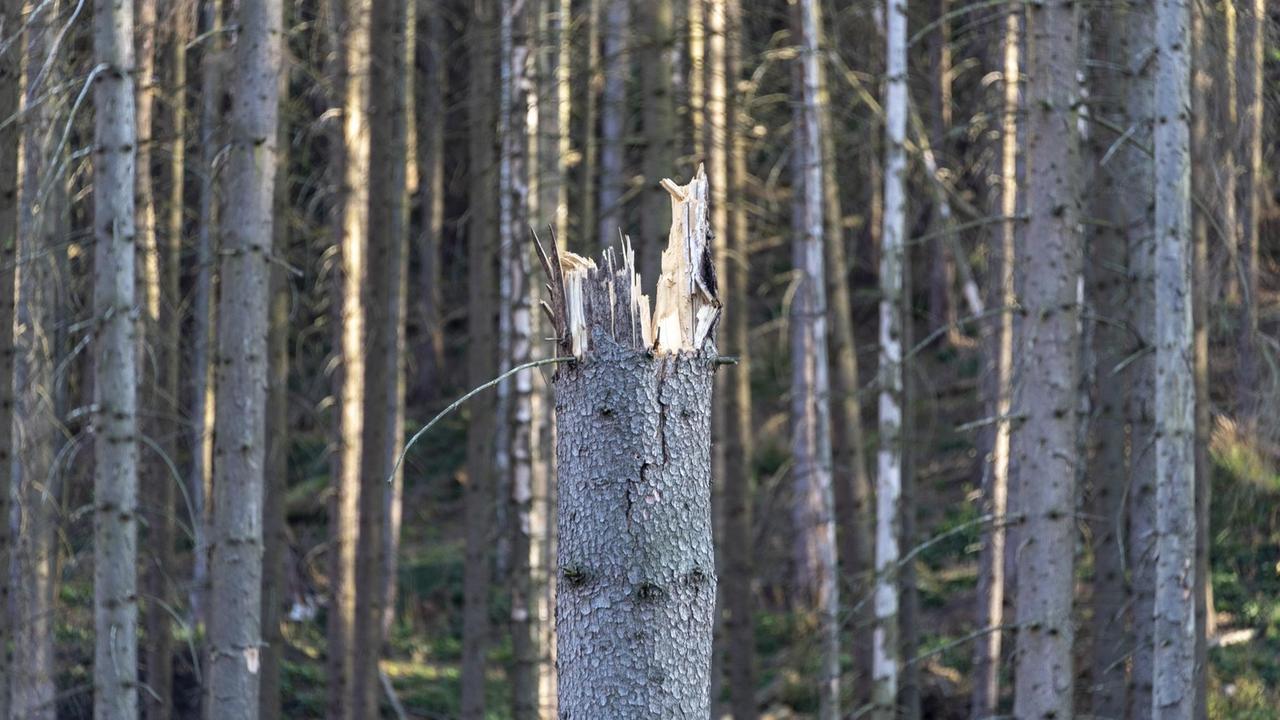 Abgestorbene Fichten im Ilsetal. Langanhaltende Trockenheit und der Borkenkäferbefall setzen den Fichten im Nationalpark Harz schwer zu.