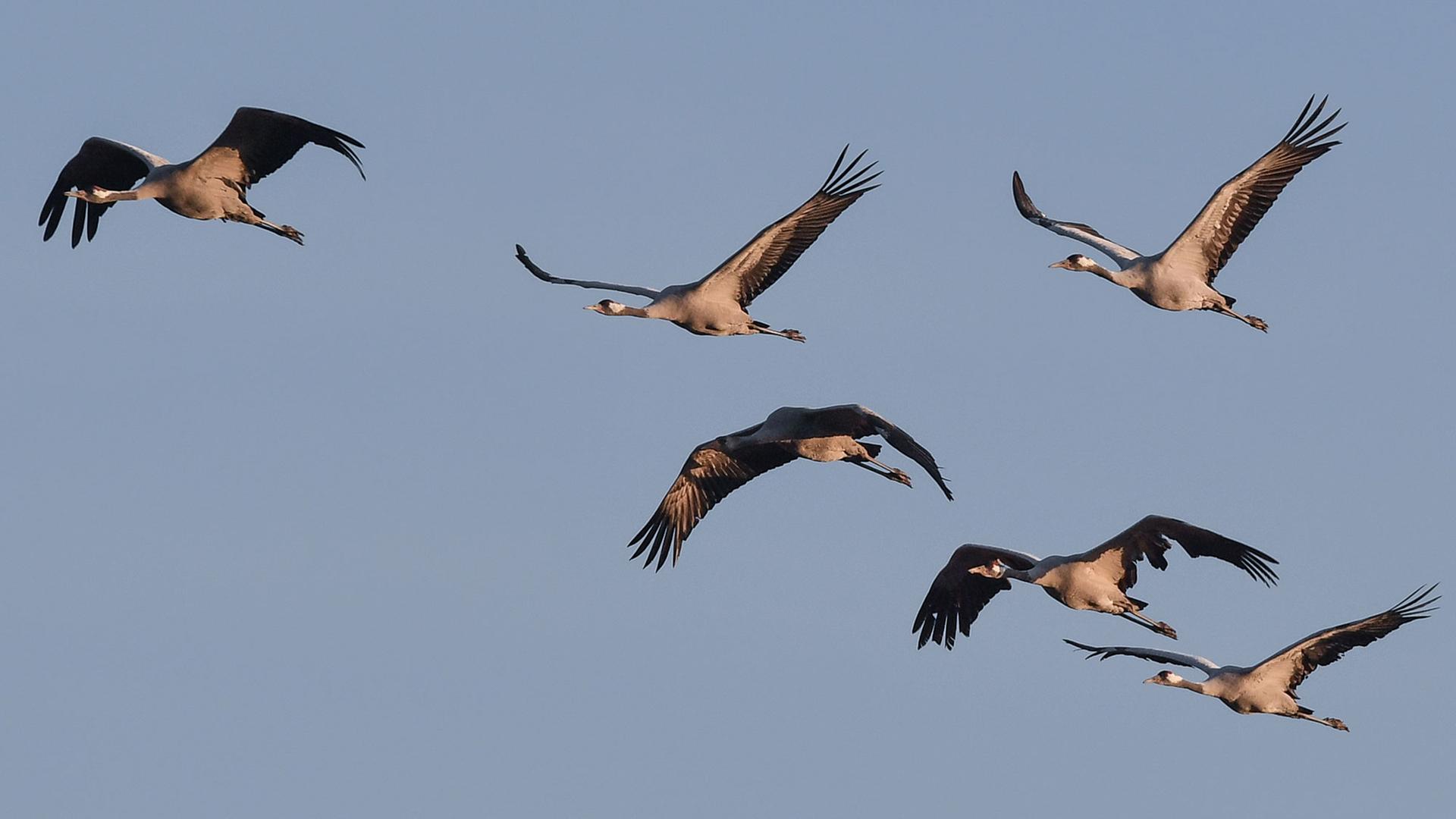 Kraniche (Grus grus) fliegen am 26.09.2016 nahe Reitwein (Brandenburg) am Morgenhimmel über dem Oderbruch Kraniche (Grus grus) fliegen am 26.09.2016 nahe Reitwein (Brandenburg) am Morgenhimmel über dem Oderbruch