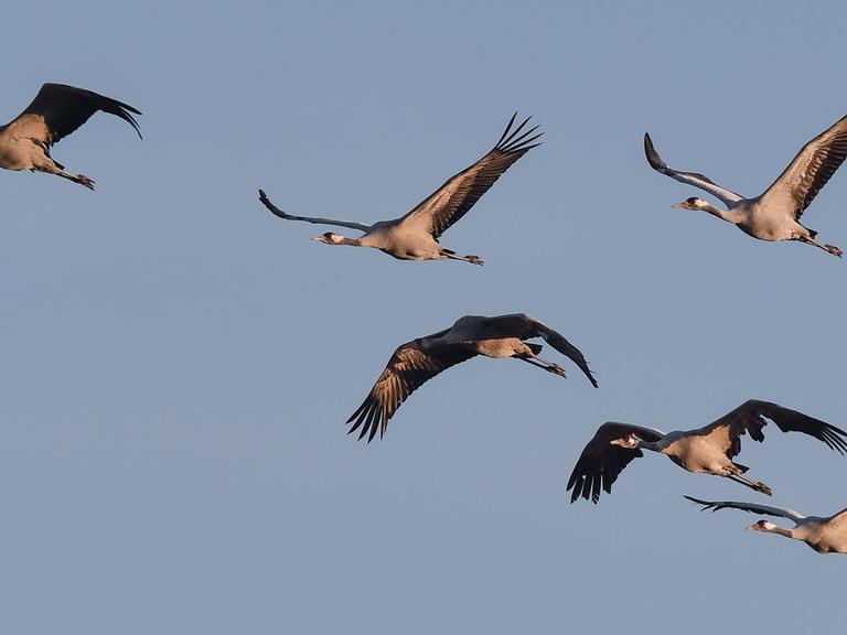Kraniche (Grus grus) fliegen am 26.09.2016 nahe Reitwein (Brandenburg) am Morgenhimmel über dem Oderbruch