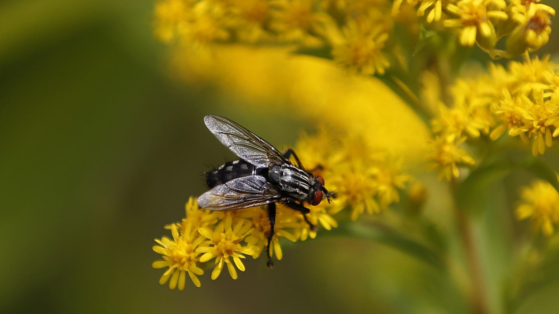 Fliege auf Blume Fliege auf Blume
