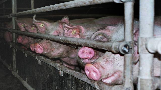Eng aneinandergedrängt stehen Schweine in einem Mastkäfig und schauen durch die GItterstäbe.