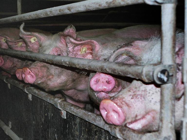 Eng aneinandergedrängt stehen Schweine in einem Mastkäfig und schauen durch die GItterstäbe.