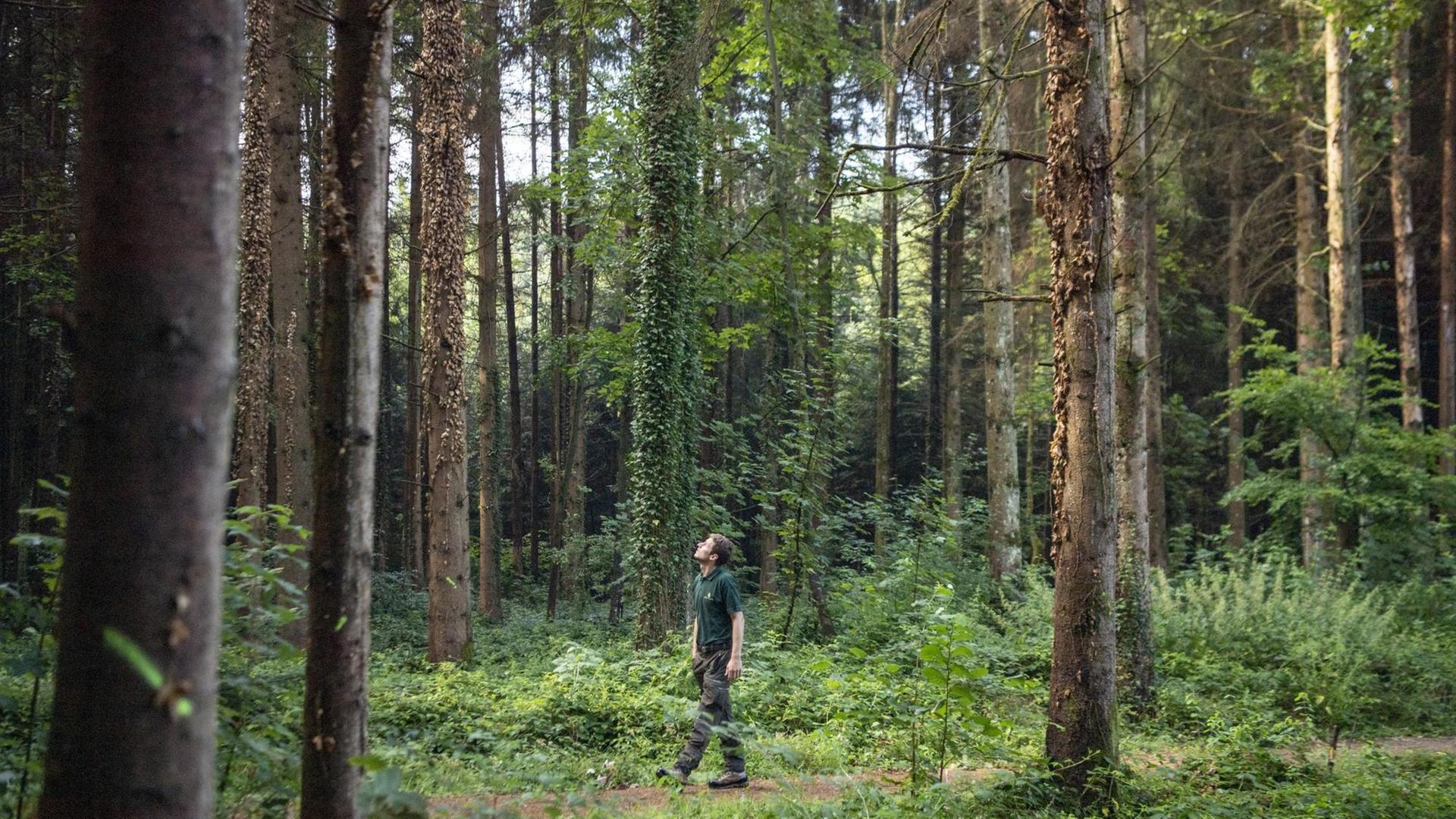 Der Förster in Ausbildung inspiziert ein von Borkenkäfern befallenes Waldstück.