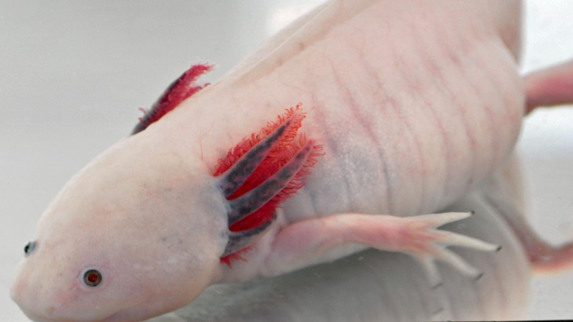 Ein Axolotl oder Schwanzlurch im Forschungszentrum für Regenerative Therapien in Dresden Ein Axolotl oder Schwanzlurch im Forschungszentrum für Regenerative Therapien in Dresden