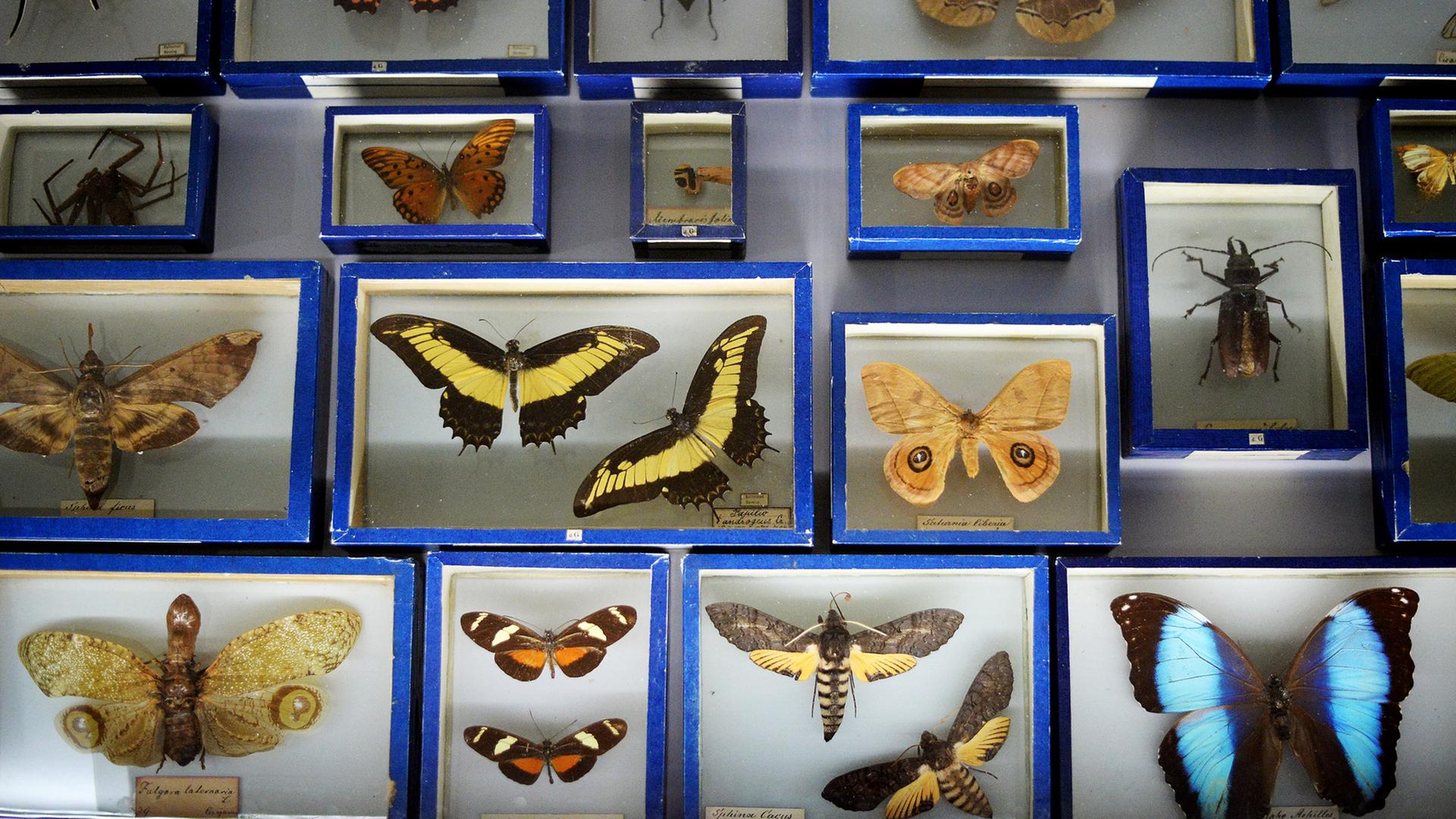Verschiedene Präparate von Schmetterlingen, Käfern und Spinnen liegen in einer Vitrine in einem Ausstellungsraum des Museums Wiesbaden. Die Präparate wurden von der Naturkundlerin und Künstlerin Maria Sibylla Merian angefertigt. Vor 300 Jahren starb Merian.