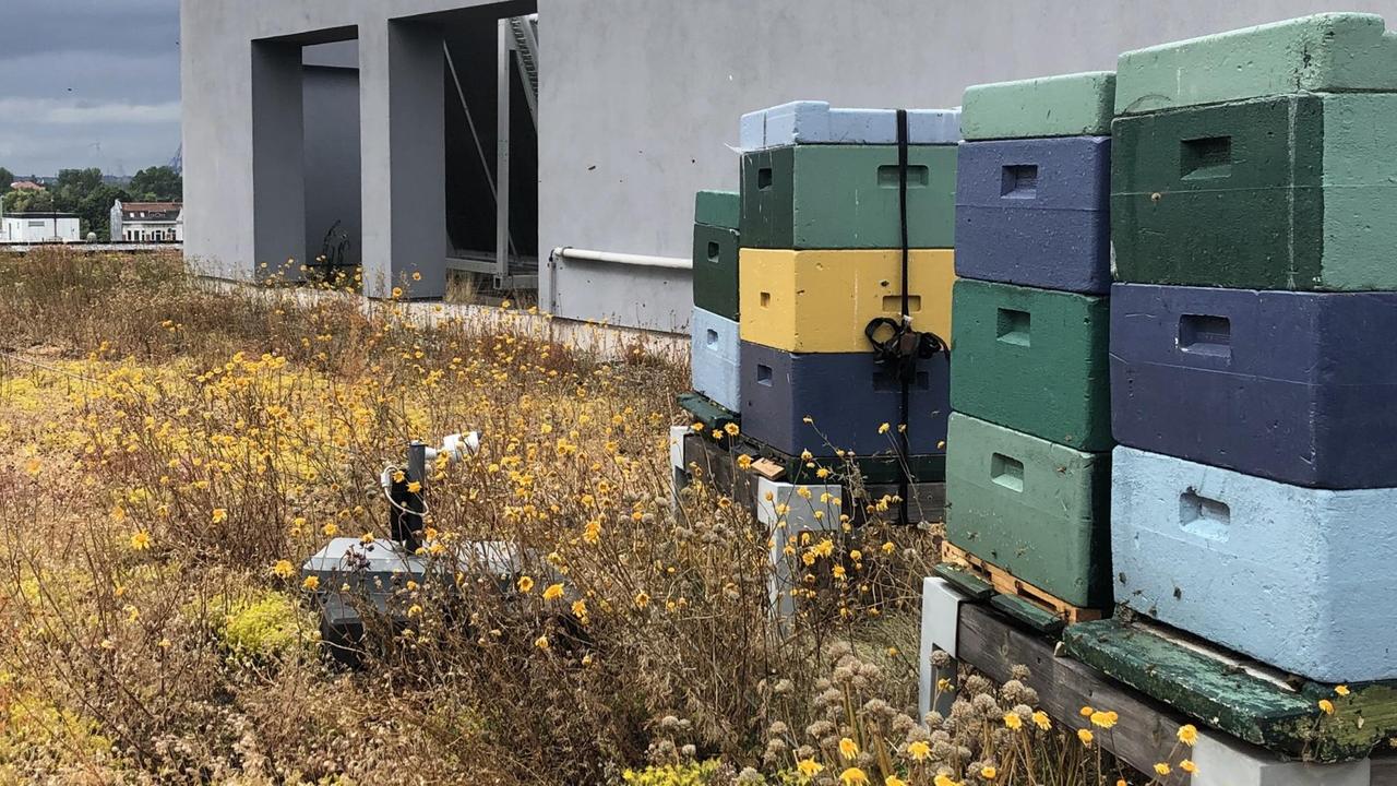 Bunte Boxen, die als Bienenstöcke dienen, stehen zwischen Prflanzen auf dem Dach der Hamburger Umweltbehörde.