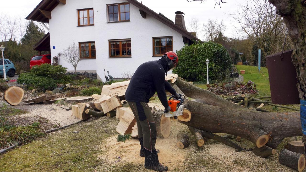 Ein Mann zersägt in einem Garten einen gefällten Baum Ein Mann zersägt in einem Garten einen gefällten Baum