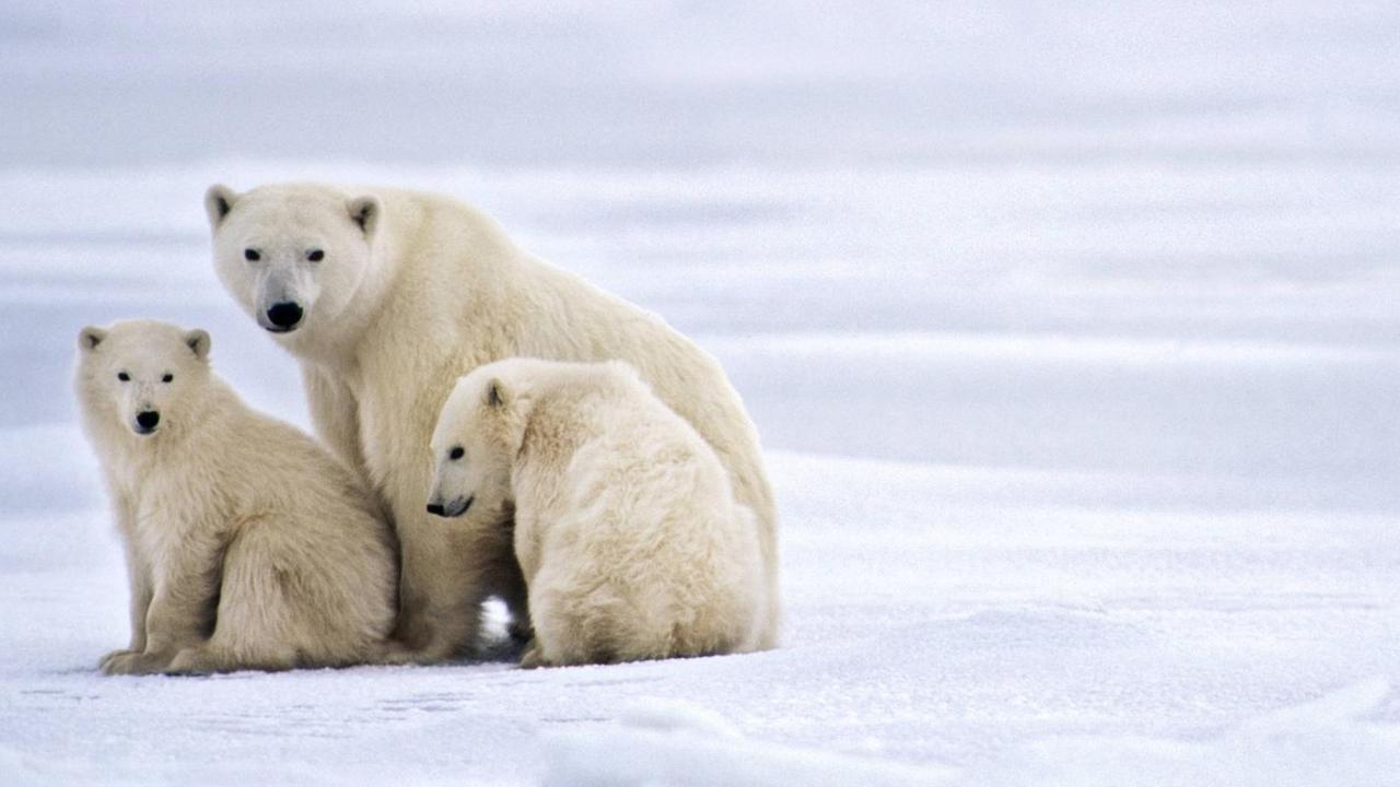 Ein erwachsender Eisbär und zwei kleine Eisbären sitzen gemeinsam auf einer Eisfläche und schauen in die Kamera.