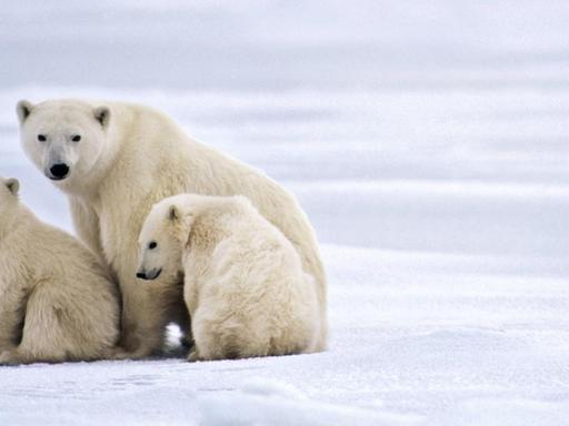 Ein erwachsender Eisbär und zwei kleine Eisbären sitzen gemeinsam auf einer Eisfläche und schauen in die Kamera.