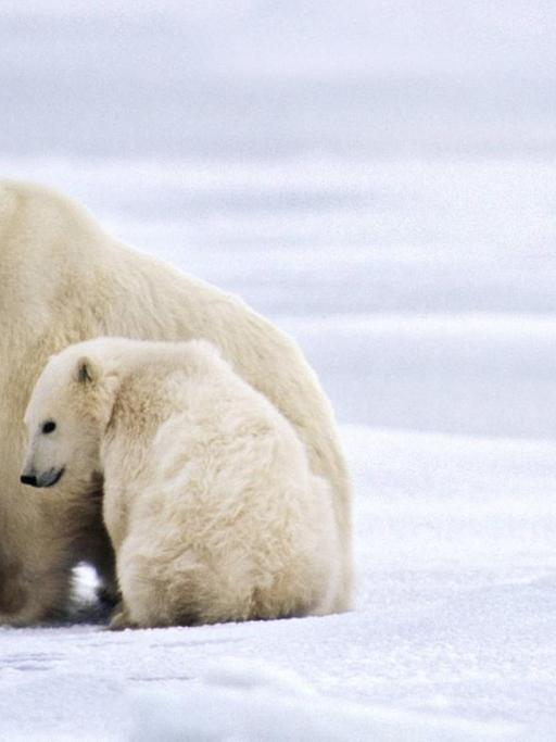 Ein erwachsender Eisbär und zwei kleine Eisbären sitzen gemeinsam auf einer Eisfläche und schauen in die Kamera.
