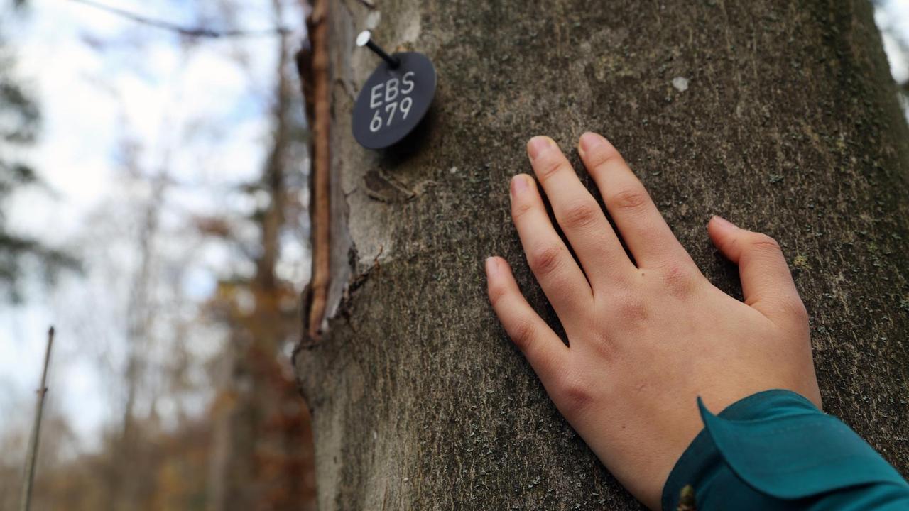 Eine Hand liegt auf dem Baumstamm des Baumes, auf dem ein kleines rundes Schild mit der Grabnummer EBS 679 hängt. Eine Hand liegt auf dem Baumstamm des Baumes, auf dem ein kleines rundes Schild mit der Grabnummer EBS 679 hängt.